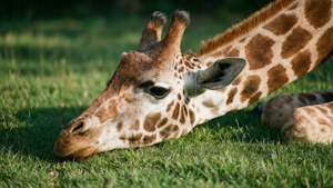 Resting Giraffe