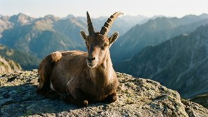 Resting Ibex Panorama