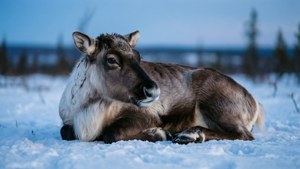 Resting in the Snow