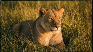 Resting Lioness
