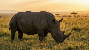 Rhino in Golden Grass