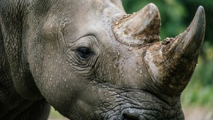 Rhino Macro Details