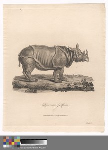 Rhinoceros of Africa