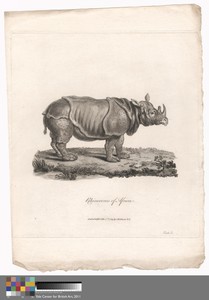 Rhinoceros of Africa