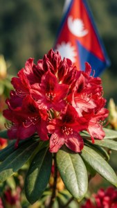 Rhododendron and Flag