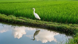 Rice Paddy Egret