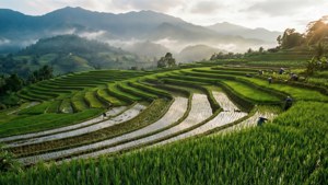 Rice Terrace Golden Hour