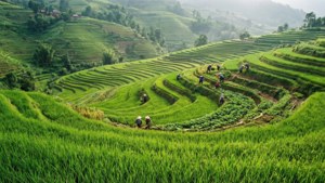 Rice Terrace Morning