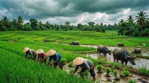 Rice Terraces and Buffalo
