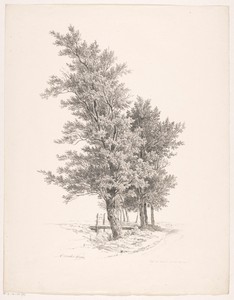 Rij bomen