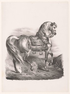 Rijpaard met zadel en stijgbeugels