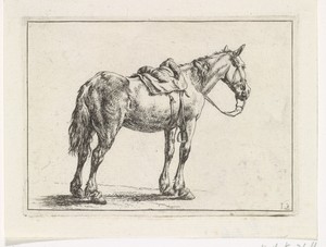 Rijpaard naar rechts
