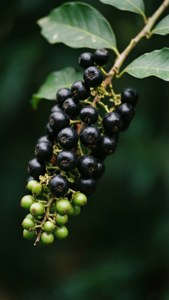 Ripe and Unripe Berries