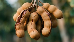 Ripe Tamarind Pod Cluster
