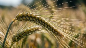 Ripe Wheat Close-Up