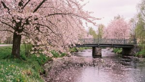 River of Blossoms