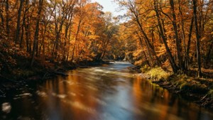 River of Gold