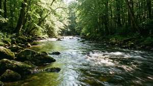 River of Life