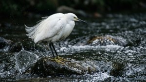 River Rock Egret