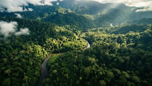 River Through Canopy
