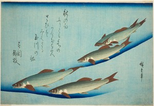 River trout