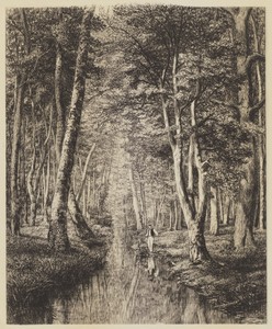 Rivière sous bois