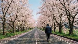 Road of Sakura