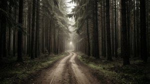 Road Through the Pines
