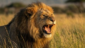 Roar of the King