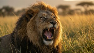 Roar of the Savanna