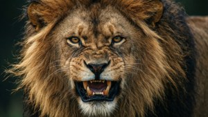 Roaring Lion Close-up