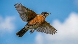 Robin in Flight