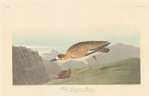 Rocky Mountain Plover