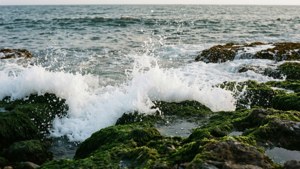 Rocky Shore Foam
