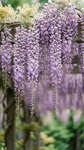 Romantic Wisteria Cascade
