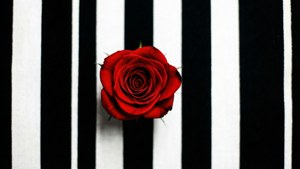 Rose on Stripes