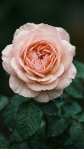 Rose Petal Pink