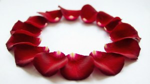 Rose Petal Red Circle