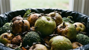 Rotting Compost Bin