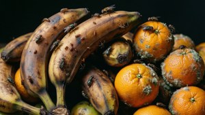 Rotting Fruit Pile