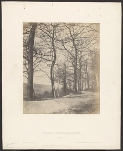 [Route bordée d'arbres]
