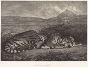 Royal Tiger (Tigre Royal)