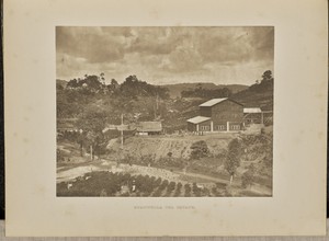 Ruanwella Tea Estate