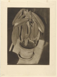 Rubber Tree (Gummibaum)
