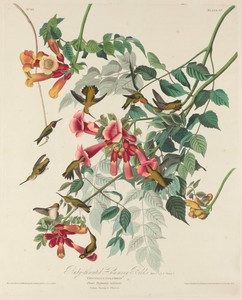 Ruby-throated Humming Bird