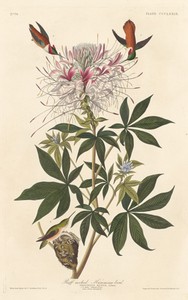 Ruff-necked Humming-bird