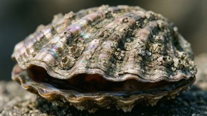 Rugged Abalone Exterior
