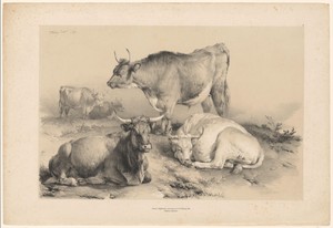 Runderen in een landschap