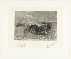 Runderen in een weiland