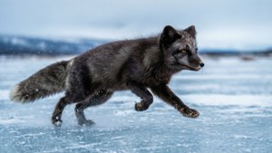 Running Across Tundra